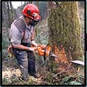 100 pics Jobs answers Lumberjack