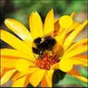100 pics Animals answers Bee