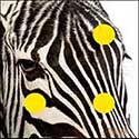 100 pics Animals answers Zebra