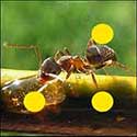 100 pics Animals answers Ant