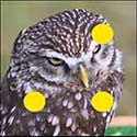 100 pics Animals answers Owl