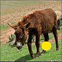 100 pics Animals answers Donkey