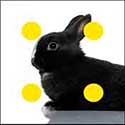 100 pics Animals answers Rabbit