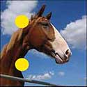 100 pics Animals answers Horse