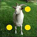 100 pics Animals answers Goat