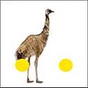 100 pics Animals answers Emu