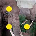 100 pics Animals answers Elephant