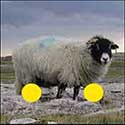 100 pics Animals answers Sheep
