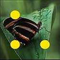 100 pics answer cheat Butterfly