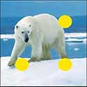 100 pics Animals answers Polar Bear