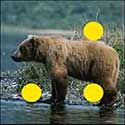 100 pics Animals answers Bear