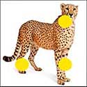 100 pics Animals answers Cheetah
