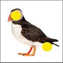 100 pics Animals answers Puffin