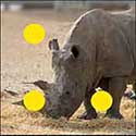 100 pics Animals answers Rhino
