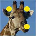 100 pics Animals answers Giraffe