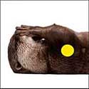 100 pics Animals answers Otter