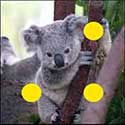100 pics Animals answers Koala