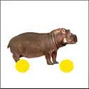 100 pics Animals answers Hippo