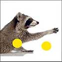 100 pics Animals answers Raccoon