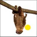 100 pics Animals answers Sloth