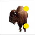 100 pics Animals answers Bison