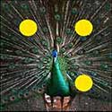 100 pics Animals answers Peacock