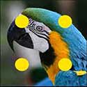 100 pics Animals answers Macaw