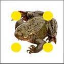 100 pics Animals answers Toad