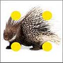 100 pics answer cheat Porcupine