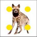 100 pics Animals answers Hyena
