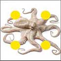 100 pics Animals answers Octopus