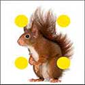 100 pics Animals answers Red Squirrel