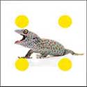 100 pics Animals answers Gecko