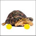 100 pics Animals answers Tortoise