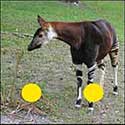 100 pics Animals answers Okapi