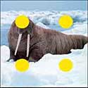 100 pics Animals answers Walrus