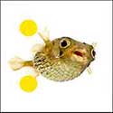 100 pics Animals answers Blowfish