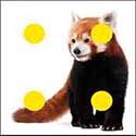100 pics Animals answers Red Panda