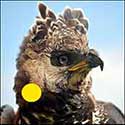100 pics Animals answers Crowned Eagle