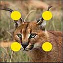 100 pics Animals answers Caracal