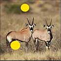 100 pics Animals answers Oryx