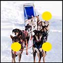 100 pics Winter answers Dog Sled