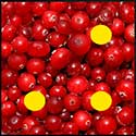 100 pics Winter answers Cranberries