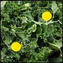 100 pics Winter answers Kale