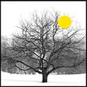 100 pics Winter answers Leafless