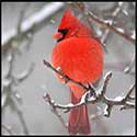 100 pics Winter answers Cardinal