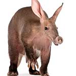 100 pics A Is For answers Aardvark