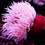 100 pics A Is For answers Anemone