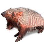 100 pics A Is For answers Armadillo