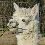 100 pics A Is For answers Alpaca